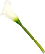 13  Calla Lily Flower Stem: White Discount