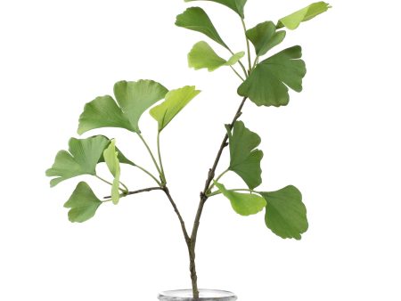 26  Ginkgo Leaf Spray Online now