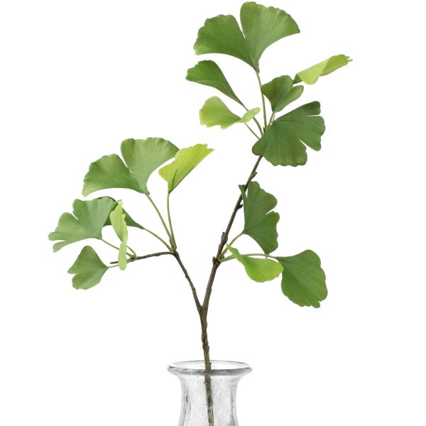 26  Ginkgo Leaf Spray Online now