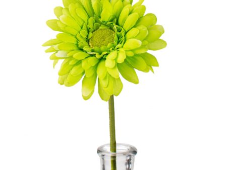 18  Gerbera Daisy Stem: Lime Green Cheap