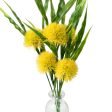 15  Pom Pom Bush: Yellow Supply