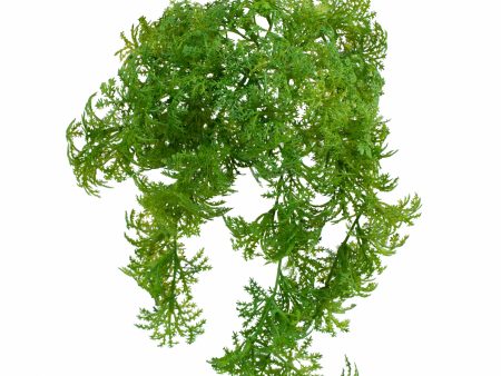 11  Lichen Moss Online Sale