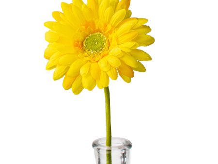 18  Gerbera Daisy Stem: Yellow Online Sale