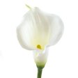 13  Calla Lily Flower Stem: White Discount