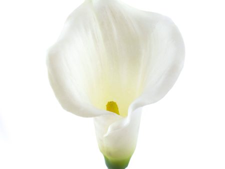 13  Calla Lily Flower Stem: White Discount