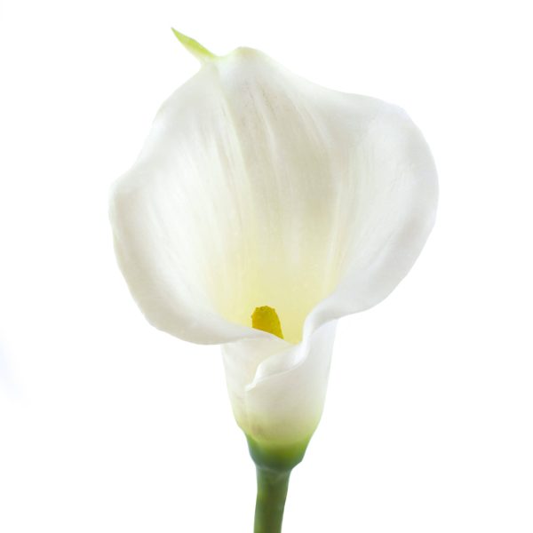 13  Calla Lily Flower Stem: White Discount