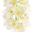 27  Cymbidium Orchid Stem (12 Flowers): Cream & Light Green Cheap