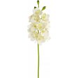 27  Cymbidium Orchid Stem (12 Flowers): Cream & Light Green Cheap