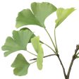 26  Ginkgo Leaf Spray Online now