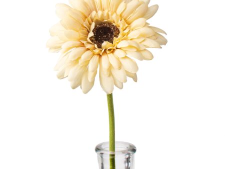 18  Gerbera Daisy Stem: Pale Yellow Online Sale