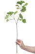 26  Ginkgo Leaf Spray Online now