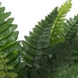 16  Green Boston Fern Bush (15 Fronds) Cheap