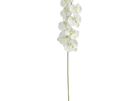 60  Giant Phalaenopsis Orchid Branch: White Hot on Sale