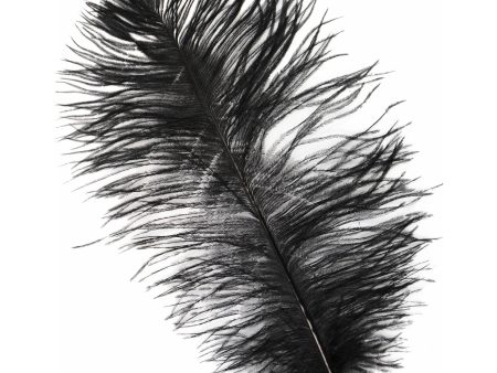 15  Ostrich Feather: Black Online Hot Sale